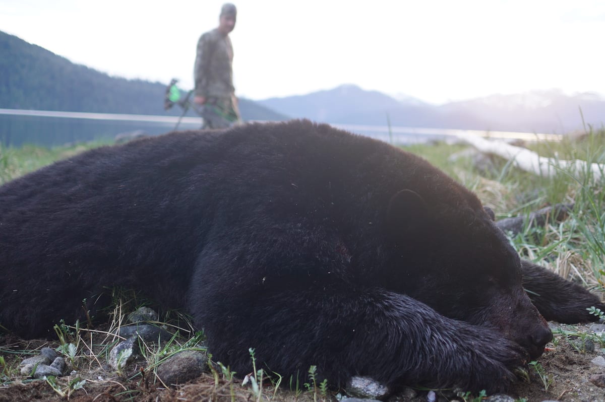 Its always mixed feelings harvesting a bear like this. We have so much respect for these animals.